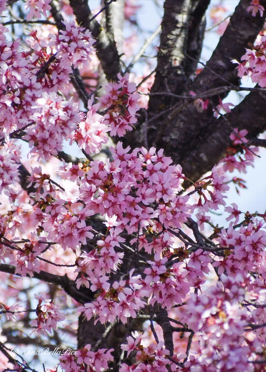 Spring is in the air🩷🌸 #flowers #gardening