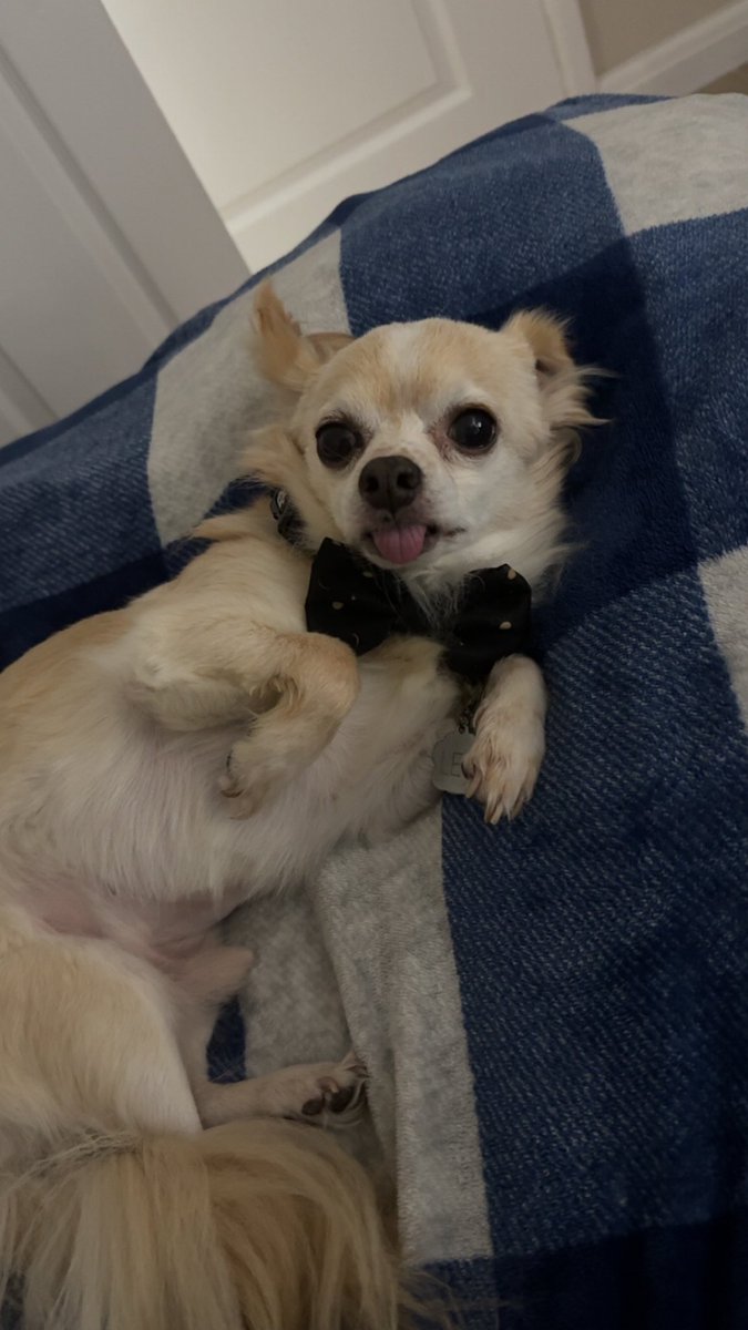 Good morning from Leo 🫶 #gm