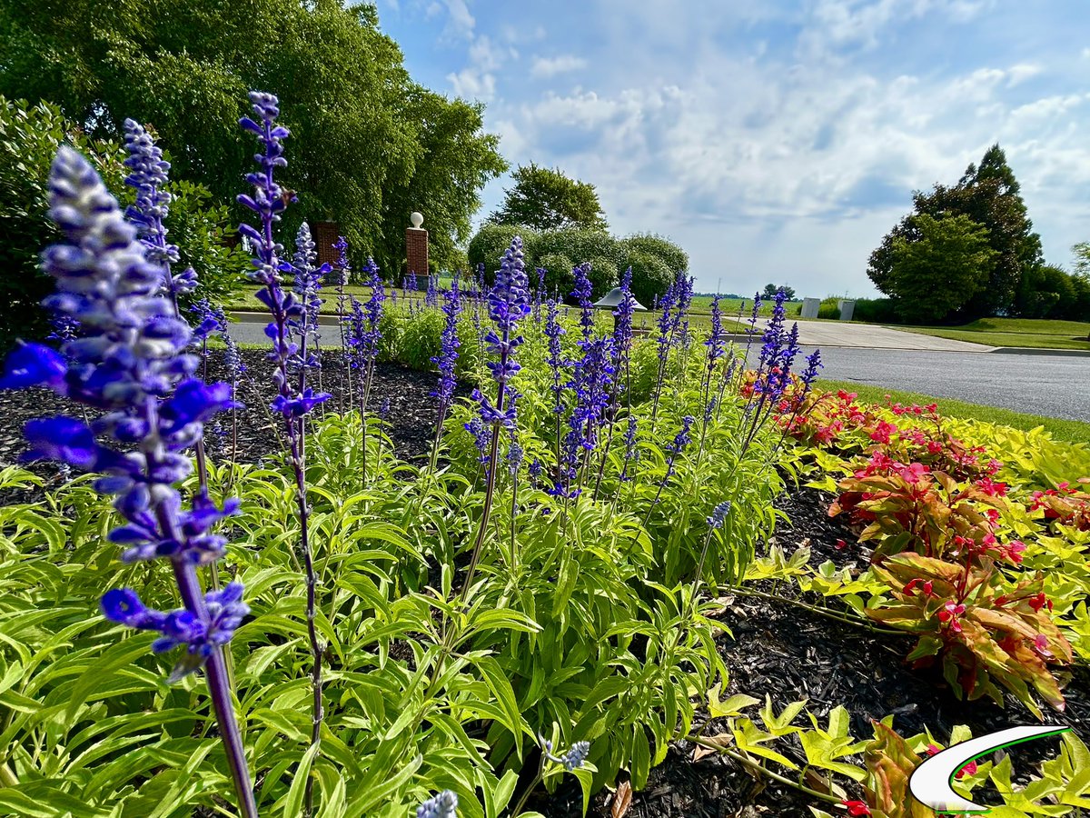 CavalierLawn's tweet photo. Happy Spring! 🪻 https://t.co/jJ3xzbIKMk