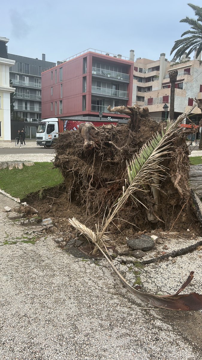 Joao Nascimento (@jonisborn) on Twitter photo 