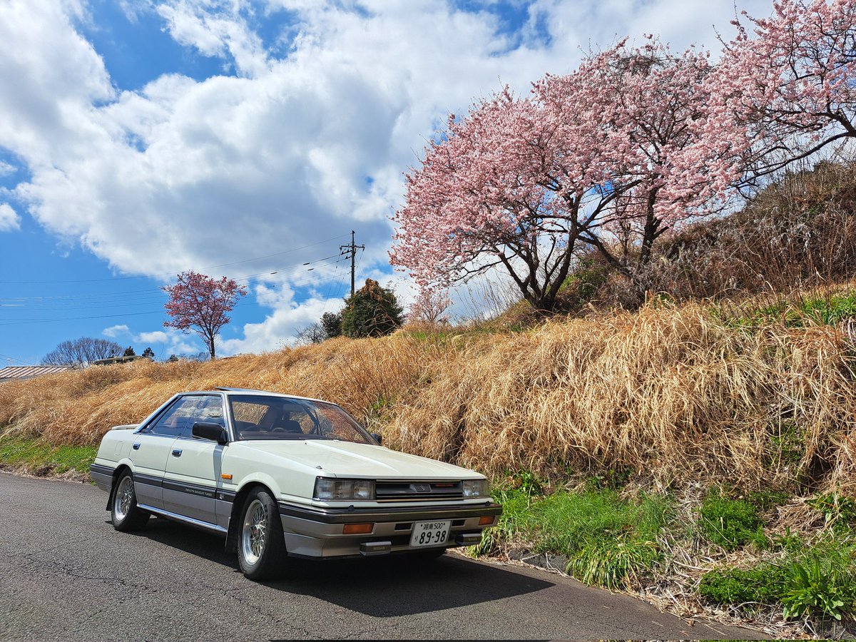 春分の日ツートン号と春めき桜🌸を今年も記録撮影📸♪