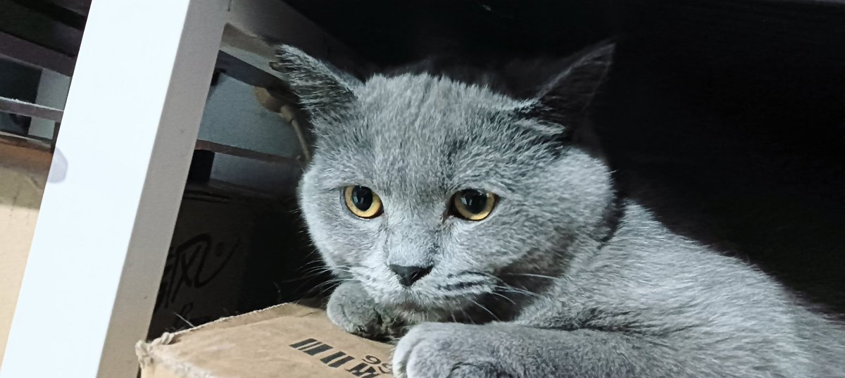 Perhaps cats also have concerns