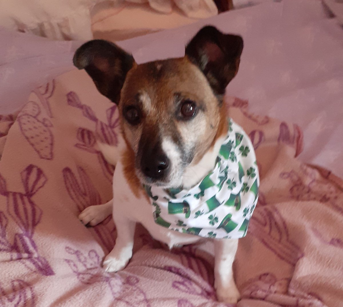 SuzyYoung24's tweet photo. #ThrowbackThursday My Buddy in hims bestest irish bandana
Oh I miss this boy ๐ซ๐๐๐๐๐
#AngelBuddy https://t.co/IqmQtVriBJ