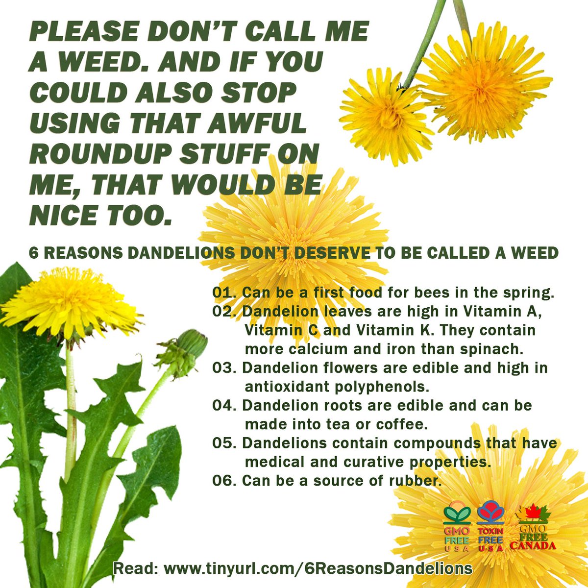 GMOFreeUSA's tweet image. Spring has Sprung! March 19 was the first official day of spring for 2025. If you have dandelions popping up, we encourage you to leave them for the bees. If you already have more nutritious flowers in your gardens for the pollinators, then that's great! Whatever you do, please…