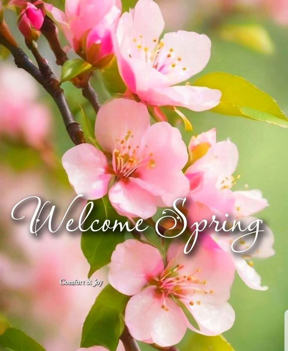 Jackie D 🦄💟💐🌹 (@jackied43016120) on Twitter photo 