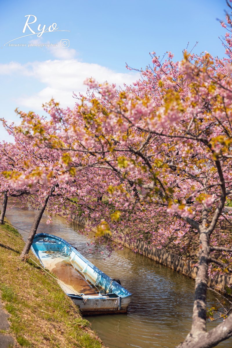 ryo_photo50's tweet image. 河津桜撮ってきました📸
ショウビタキ？って鳥が居たのでこっそり🤫
#R5 #R6markⅡ #RF24-70 #RF100-500