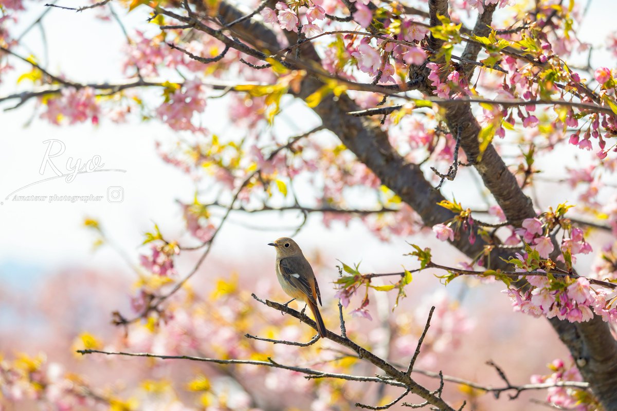 ryo_photo50's tweet image. 河津桜撮ってきました📸
ショウビタキ？って鳥が居たのでこっそり🤫
#R5 #R6markⅡ #RF24-70 #RF100-500