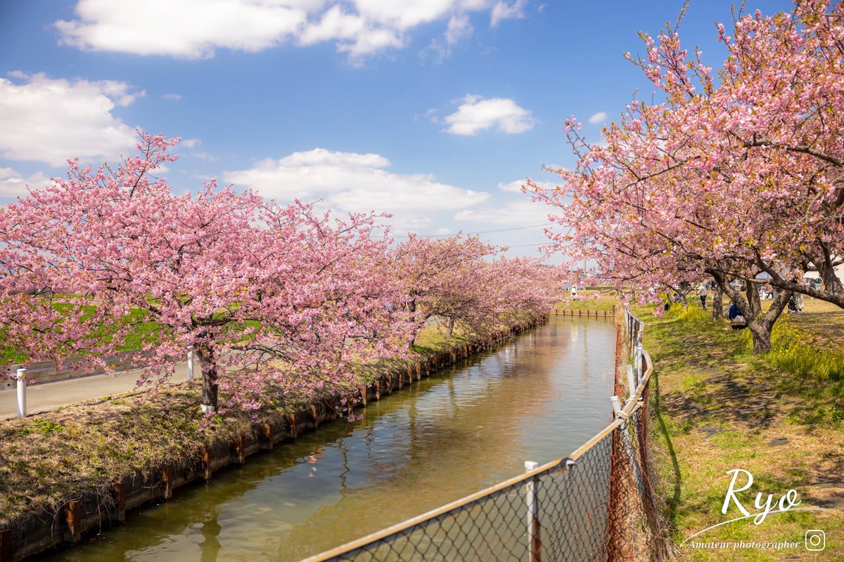 ryo_photo50's tweet image. 河津桜撮ってきました📸
ショウビタキ？って鳥が居たのでこっそり🤫
#R5 #R6markⅡ #RF24-70 #RF100-500