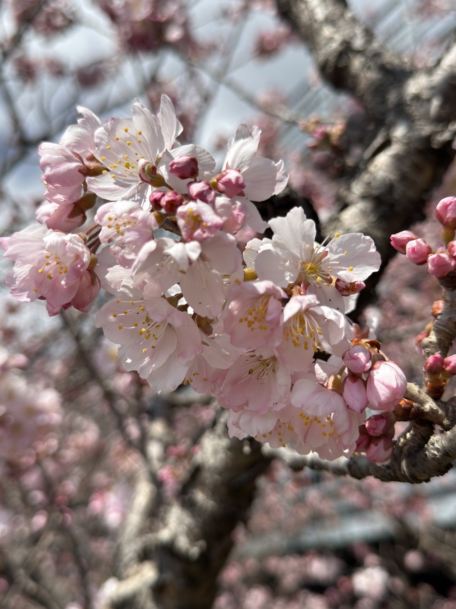 桜❀　1010 葉桜の河津桜
