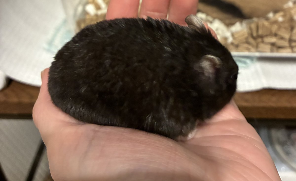 お彼岸にぼた餅清ちゃん🐹
 #ハムスターのいる暮らし 
 #春分の日