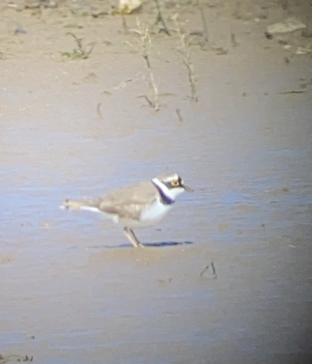 ⁦<a href="/CBWPS1/">Cornwall Birds</a>⁩ Thanks to Billy N for a LRP at Ryan’s Field. Lovely bird.