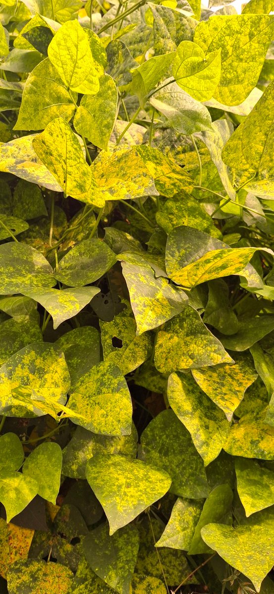 prajkta2406's tweet photo. Because #RandomThursday can also be #TextureThursday
.
.
.
#theme_pic_India_TextureThursday
#parijatak_clicks https://t.co/Xa0WvU5ojn