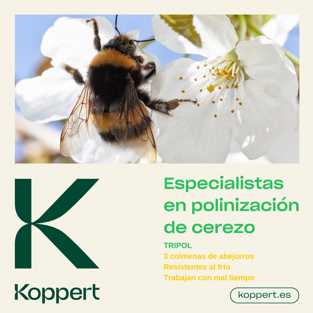 KOPPERT_ES's tweet photo. 🐝🐝 Nuestros mejores abejorros, colmenas técnicamente avanzadas y asesoramiento personalizado.
Con Tripol, especializada en cultivos de aire libre de floración temprana, obtendrás el mayor potencial de polinización.
👉 https://t.co/vI743Cgn3X
#koppert #tripol #polinización https://t.co/4tLeofORaO