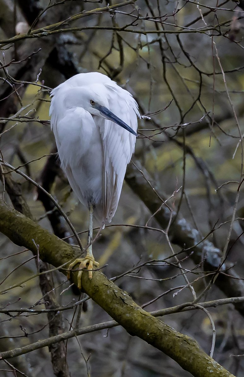 Posing for the camera 📷 
A Little Egret just waking up in the morning and happy for a quick selfie 🤳 
#birds #nature #wildlife