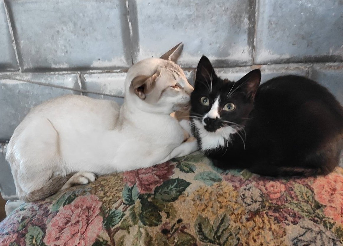 У Арнольда и Бусинки-секретики.. И вы только посмотрите-какой Арнольд маленький...