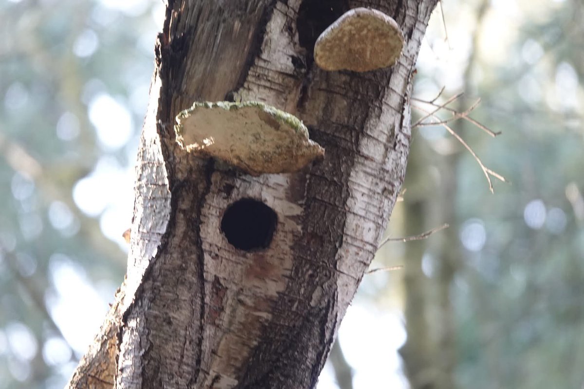 More reasons why Penrhos  shouldn’t become a tourist holiday village 📸by Shirley Blease  #AchubPenrhos #SavePenrhos