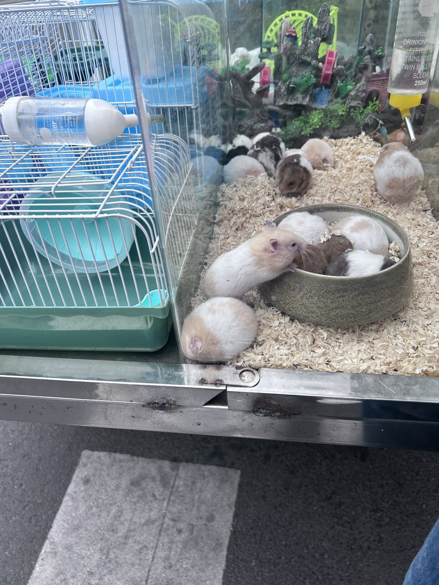 可爱🐭了