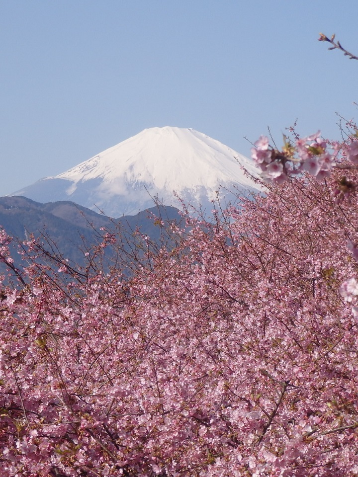 tonodake's tweet photo. こんばんは
富士山と河津桜🌸

おつかれさまです🍵🍡 https://t.co/XSwCqChnuP