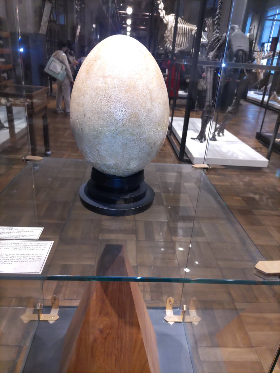 miryuu1's tweet photo. 鳥なの?卵も大きい😲
#imt  #インターメディアテク https://t.co/Dc5FlJulyk