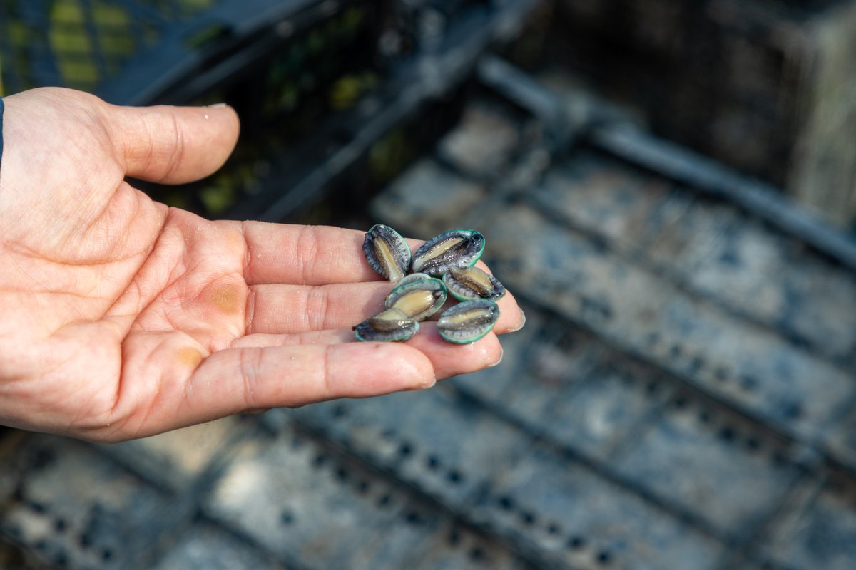 FuzhouCity's tweet image. In #Fuzhou's Lianjiang county, known as the "hometown of #abalone in China", the abalone seeding season is at its peak. Dedicated fishermen craft a breathtaking maritime "spring plowing scene". 🌊 #RuralVitalization