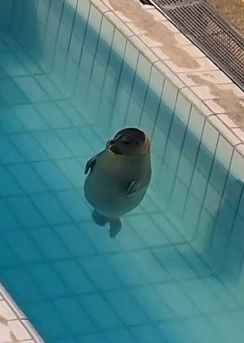 🐟たくさん食べたクロワッサン🥐
←食前と食後→
#アザラシ幼稚園