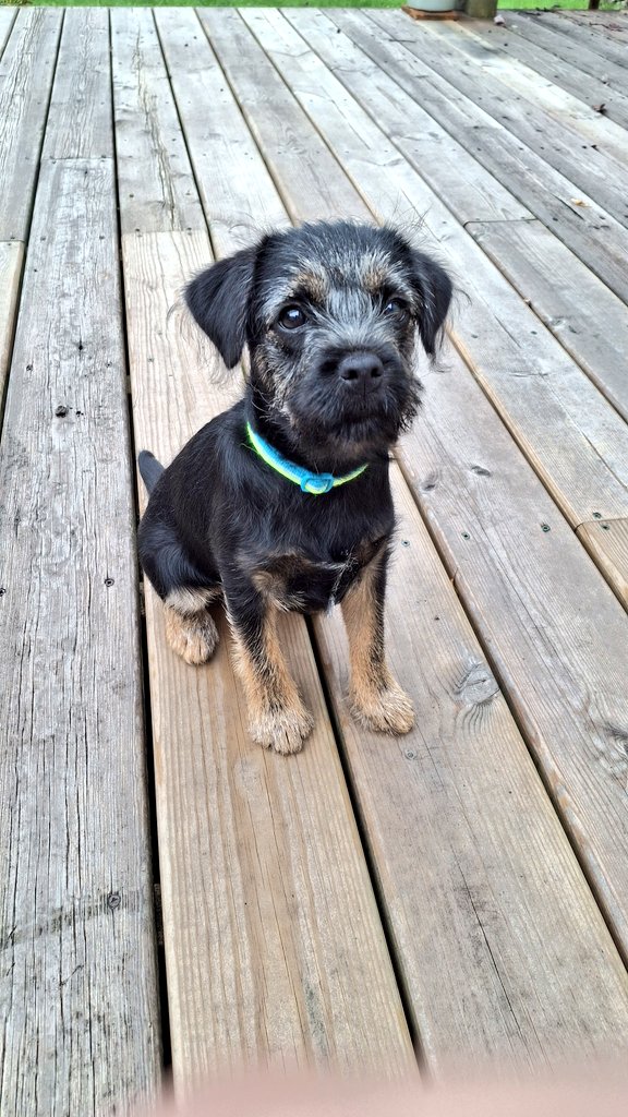 MollyPickleBT's tweet photo. #ThrowbackThursday 
When I was a little pupster 🥰 https://t.co/9ZqhcoMPBH