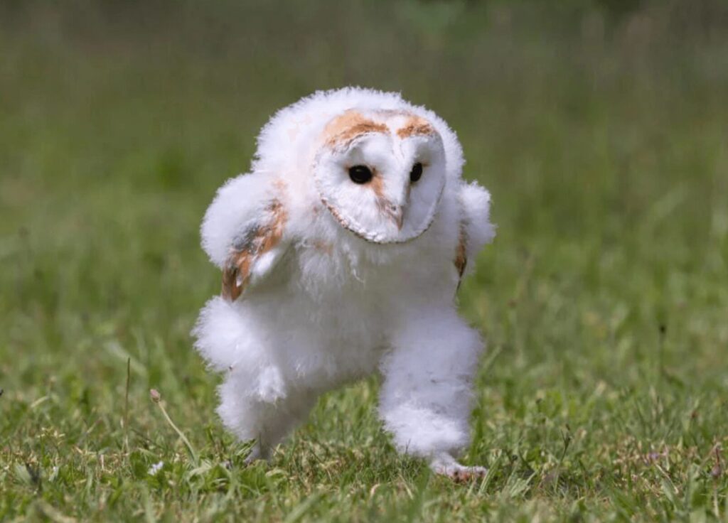 ｴｯﾎｴｯﾎ

ｻﾉｽの本名はﾁｪ·ｽﾎﾞﾝって伝えなきゃ

ｴｯﾎｴｯﾎ