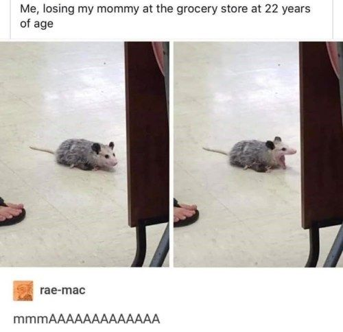 WholesomeMemes (@wholesomememe) on Twitter photo 