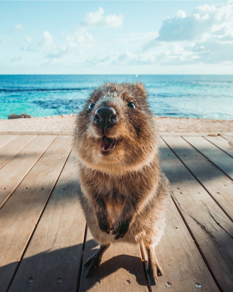 It’s World Happiness Day—so let’s hear it for the world’s happiest animal! 🥰🐾

With their cheeky grins and boundless charm, quokkas are nature’s ultimate mood boosters. Found only in WA, over 10,000 of these joy-spreading marsupials call Rottnest Island (Wadjemup) home, with a