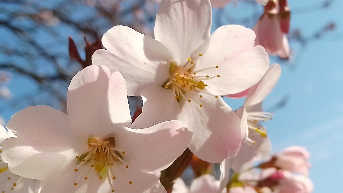 s4r4h_l's tweet image. Thursday 20 March
Today’s Daily Picture Theme is ‘Example'
An example of perfect blossom in the sun yesterday 💚
#DailyPictureTheme
#example