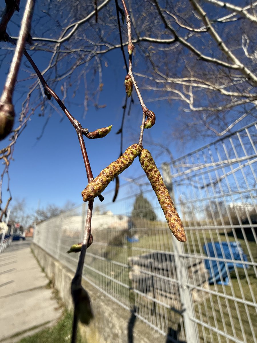 pollenpaar's tweet photo. Wie geht es weiter mit der #Pollensaison?
Das nächste Hauptallergen ist die #Birke:
Die Kätzchen der #Hainbuche und der Birke sind noch fest verschlossen und benötigen noch Zeit bis zur Blüte und auch bis zur Blühbereitschaft.
#PollenserviceWien @MedUni_Wien bleibt dran! https://t.co/gQqVeMCGNO