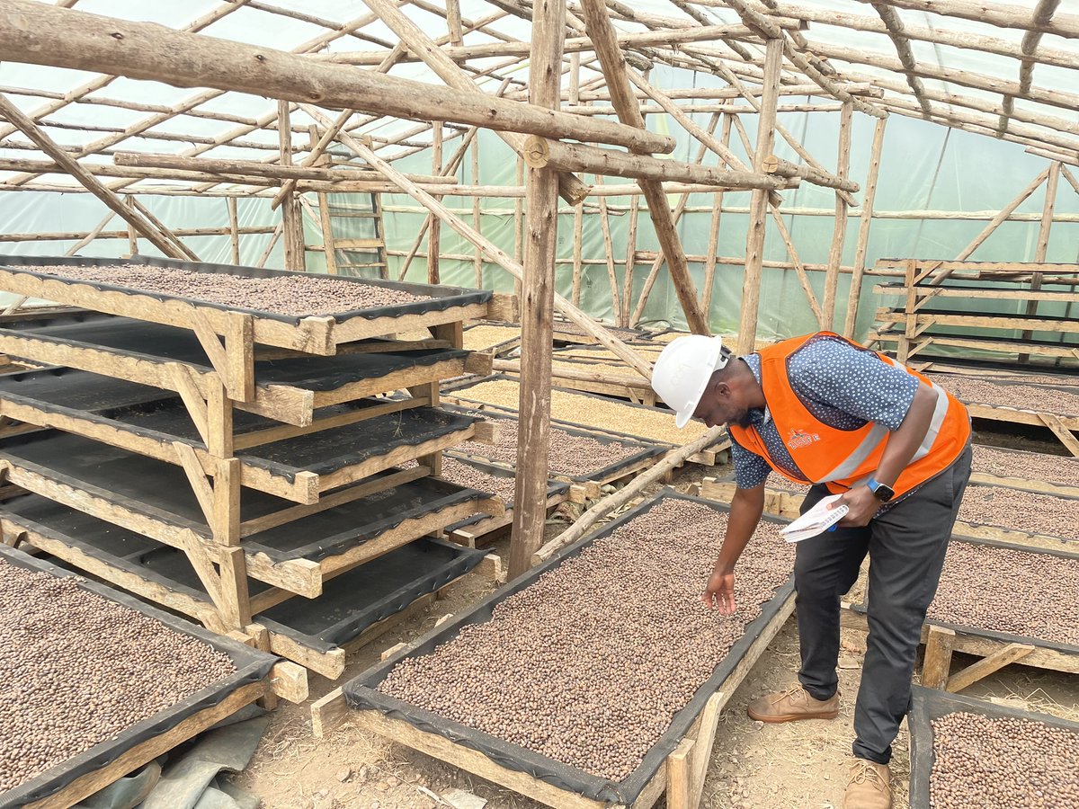 ZicofeOfficial's tweet photo. What does the future of Ugandan coffee look like? ☕ At ZICOFE, we believe it's bright, sustainable, and full of opportunity!

We're driven by strategic goals that empower smallholder farmers and deliver the best Ugandan coffee to the world. 

We're talking about:
Top-notch quality control 💯
Stronger partnerships with farmers 💪
Increased production through innovation 🚀