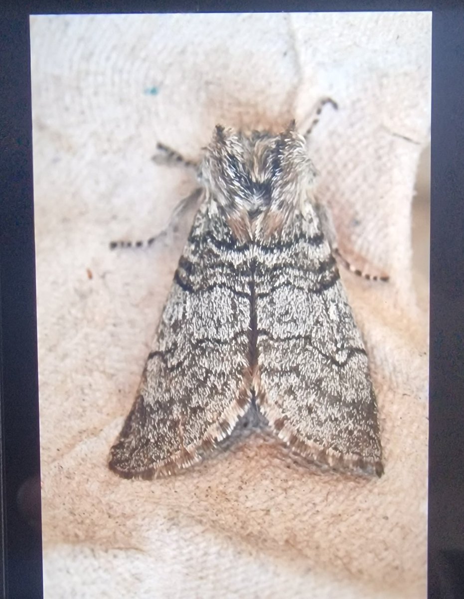katos111's tweet photo. Moth trap 20/03/25 more good numbers- 57 moths altogether of 9 species, including 2 NFG - Dark-streaked Button and Yellow Horned. Also pictured are European Oak beauty and Early Thorn both NFY
#gwentmoths #mothtrap #mothtrapping #moths https://t.co/OgBaqrf598
