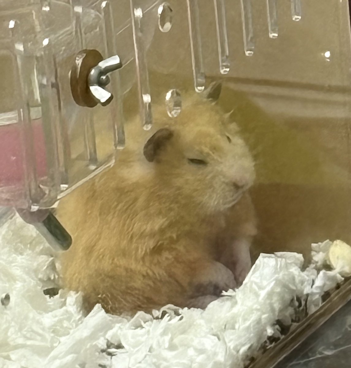 ผอมกี่โมงsiila