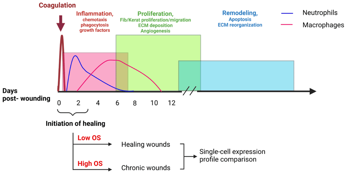 antioxidants_OA's tweet photo. 📚 Read our #published Article "Chronic #Wound Initiation: Single-Cell RNAseq of #Cutaneous Wound #Tissue and Contributions of #OxidativeStress to Initiation of #Chronicity" by Parnian Jabbari, et al.

🔺 Access the full text at: https://t.co/WAYQ3ApeYf https://t.co/pKUWwNkYtP