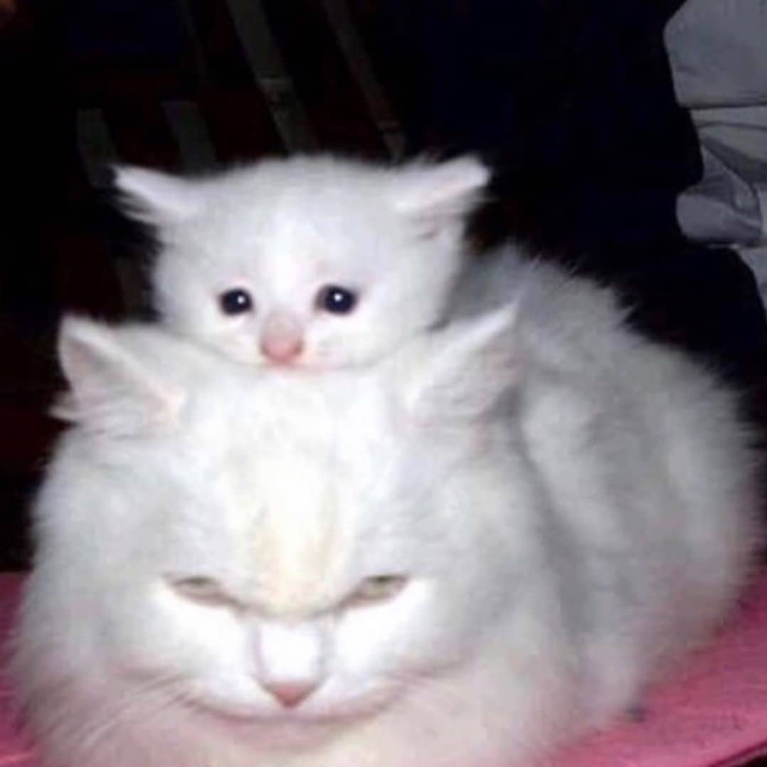 사벌슴레 tweet media