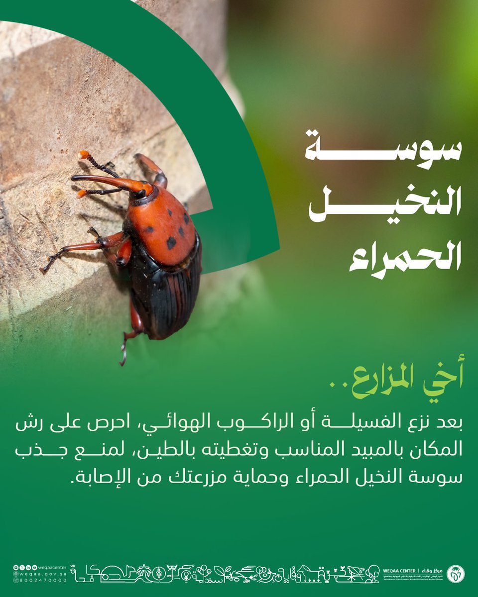 WeqaaCenter's tweet photo. عزيزي المُزارع .. احرص على حماية النخيل التي تمتلكها من الإصابة بـ #سوسة_النخيل_الحمراء.
#وقاء 
#توعية_وتثقيف
 #الصحة_النباتية https://t.co/WZtS1NvjSe