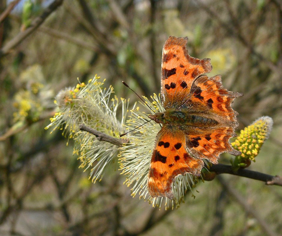 savebutterflies's tweet image. Happy #SpringEquinox!

Today we&apos;re celebrating the arrival of #Spring and all the colour and new life the season brings. 🌼🦋

What do you enjoy most about this time of year?

📷: Tim Melling