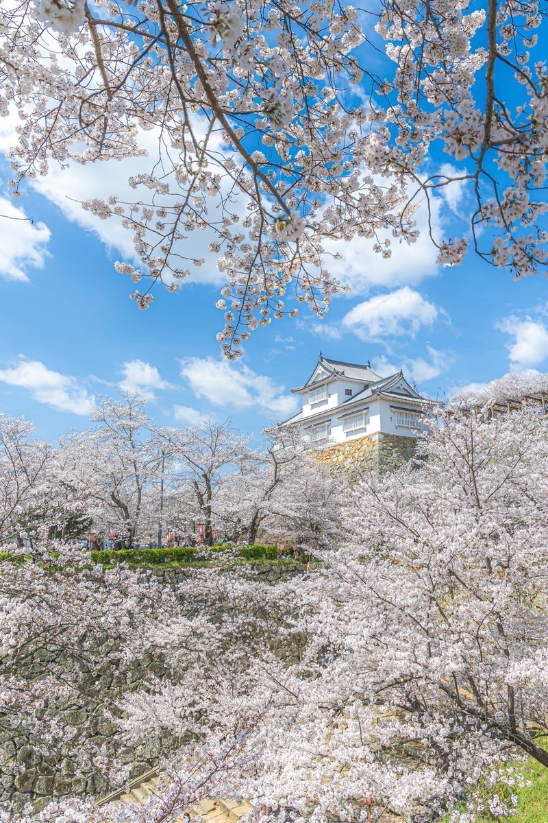 yuya0240's tweet photo. 桜に包まれた春の津山城 https://t.co/9BqbPNQexp