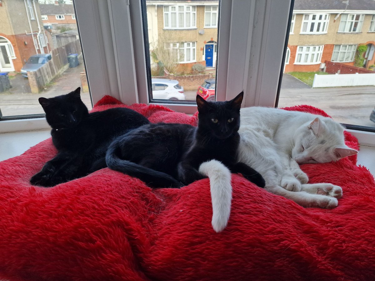 Hazel Ricketts tweet media