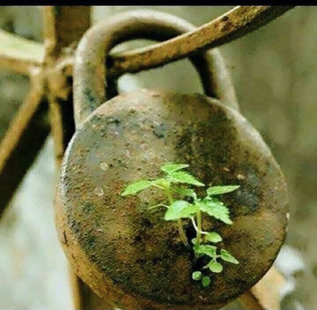 NajibAlikhil's tweet photo. په هېواد کې پسرلی راغې او نوې تعلیمي کال شروع شو، خو د نجونو په تعلیم بندیز لا دوام لري. 
سړې حېران شي چې د ځینو په ذهن، زړه او احساس څه شوي چې په میلیونو خویندې او د وطن بچیان یې د درس او تعلیم له حق نه محروم کړي.
امید ده چې یوه ورځ د مکتب قلفونه مات او واقعي پسرلی را وغوړېږي. https://t.co/aCTeenVNJ4