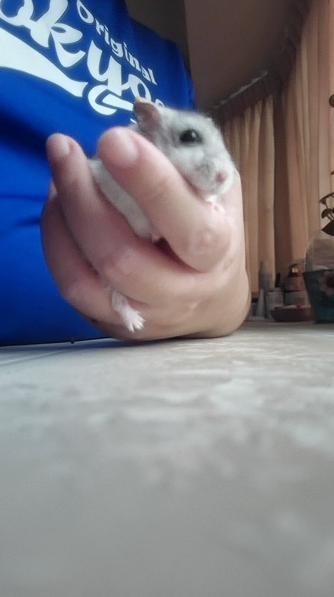 JeonIcDe's tweet photo. Trying to selfie with Cala be like https://t.co/hx0RCHBq9A