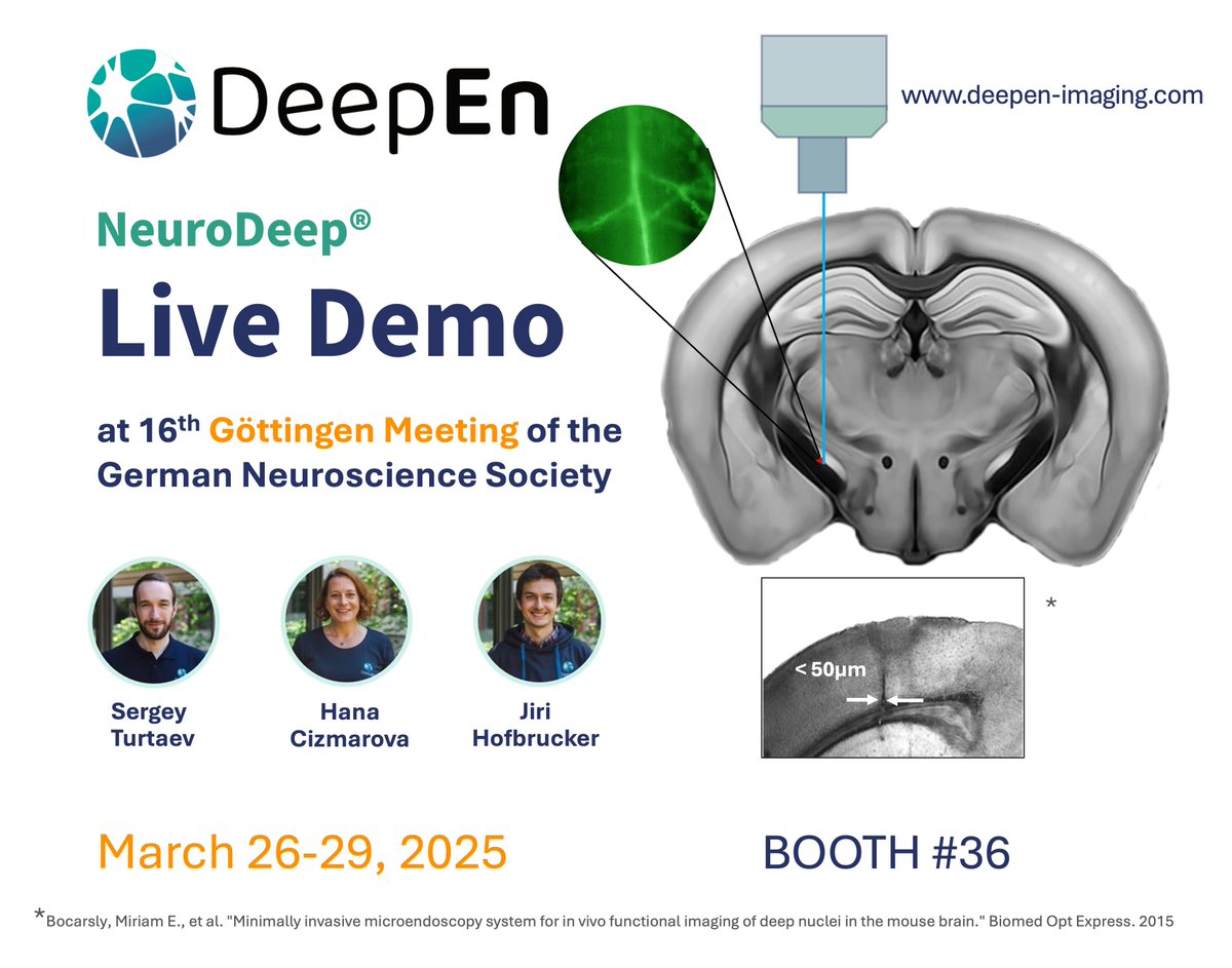 DeepEn_imaging's tweet image. 📣 1 week to go!

Get ready for a LIVE DEMO of our Holographic Microendoscope for high resolution deep brain imaging 🧠 🔬 

📍at the 16th Göttingen Meeting of the German Neuroscience Society 

Come to our booth and tell us about your research ideas!