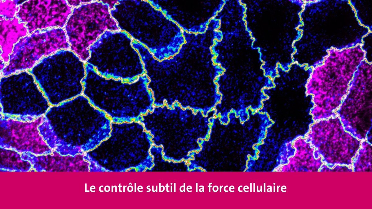 Université de Genève (@unigenews) on Twitter photo Des scientifiques de l’UNIGE ont mis en évidence le rôle clé d’une protéine, la gamma-actine, dans la mécanique des membranes des cellules épithéliales et de leurs jonctions. <a href="/Biologie_UNIGE/">Biologie - UNIGE</a> ow.ly/lCMJ50VlfFU Des scientifiques de l’UNIGE ont mis en évidence le rôle clé d’une protéine, la gamma-actine, dans la mécanique des membranes des cellules épithéliales et de leurs jonctions. <a href="/Biologie_UNIGE/">Biologie - UNIGE</a> ow.ly/lCMJ50VlfFU