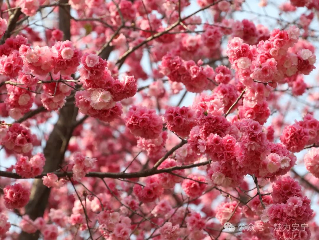 DiscoverAnning's tweet photo. Spring paints #Anning in shades of pink as cherry and crabapple blossoms bloom in full splendor.🌸🌺 It's time to #VisitAnning. 💗 #SpringSymphony https://t.co/UUDpGhk08d