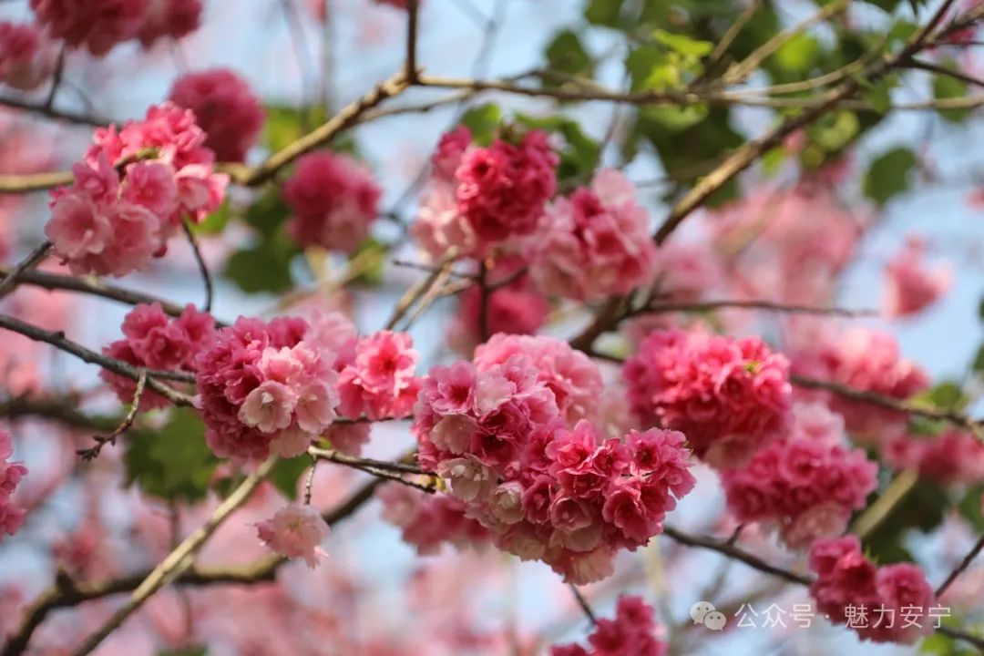 DiscoverAnning's tweet photo. Spring paints #Anning in shades of pink as cherry and crabapple blossoms bloom in full splendor.🌸🌺 It's time to #VisitAnning. 💗 #SpringSymphony https://t.co/UUDpGhk08d