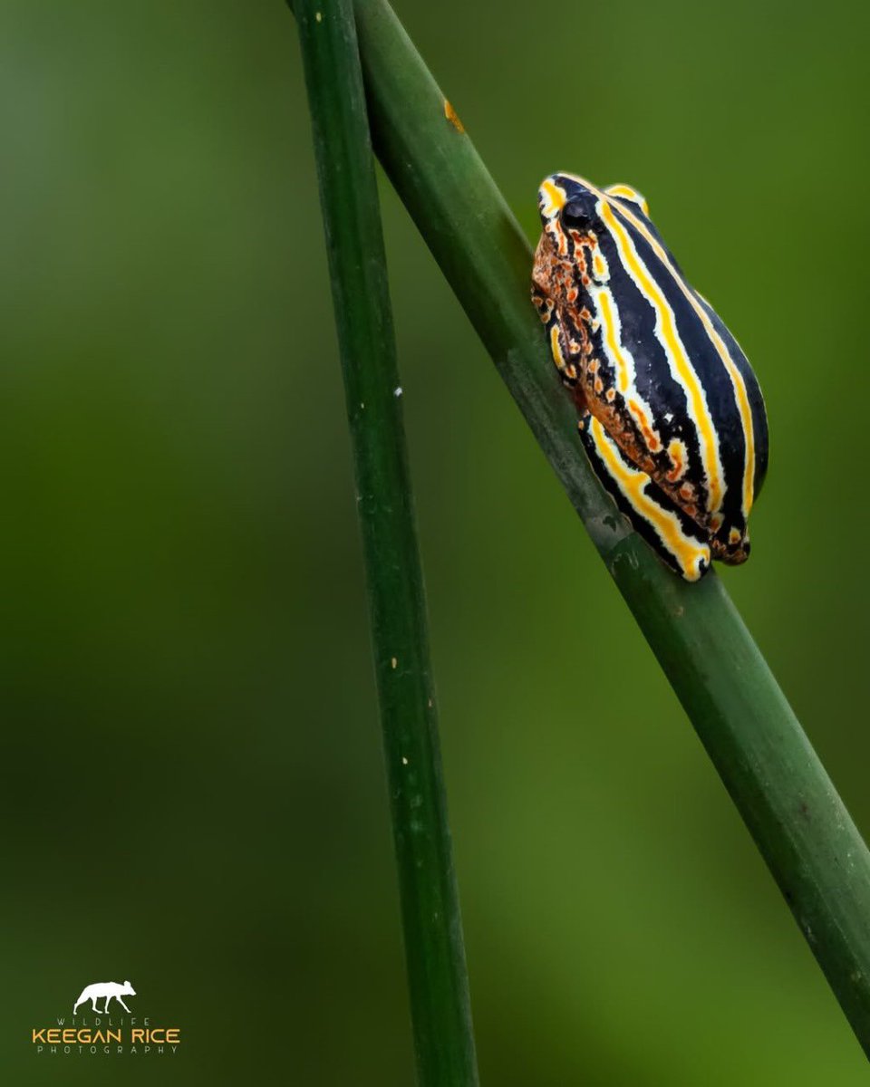 On March 20th, enthusiasts of frogs around the globe will come together to honor these amazing creatures and promote amphibian conservation.

📷 @ranger_keegs 

#NambitiReserve #Nambiti #SouthAfrica #NaturePhotography #Wild #Animals #DiscoverWildlife #worldfrogday2024