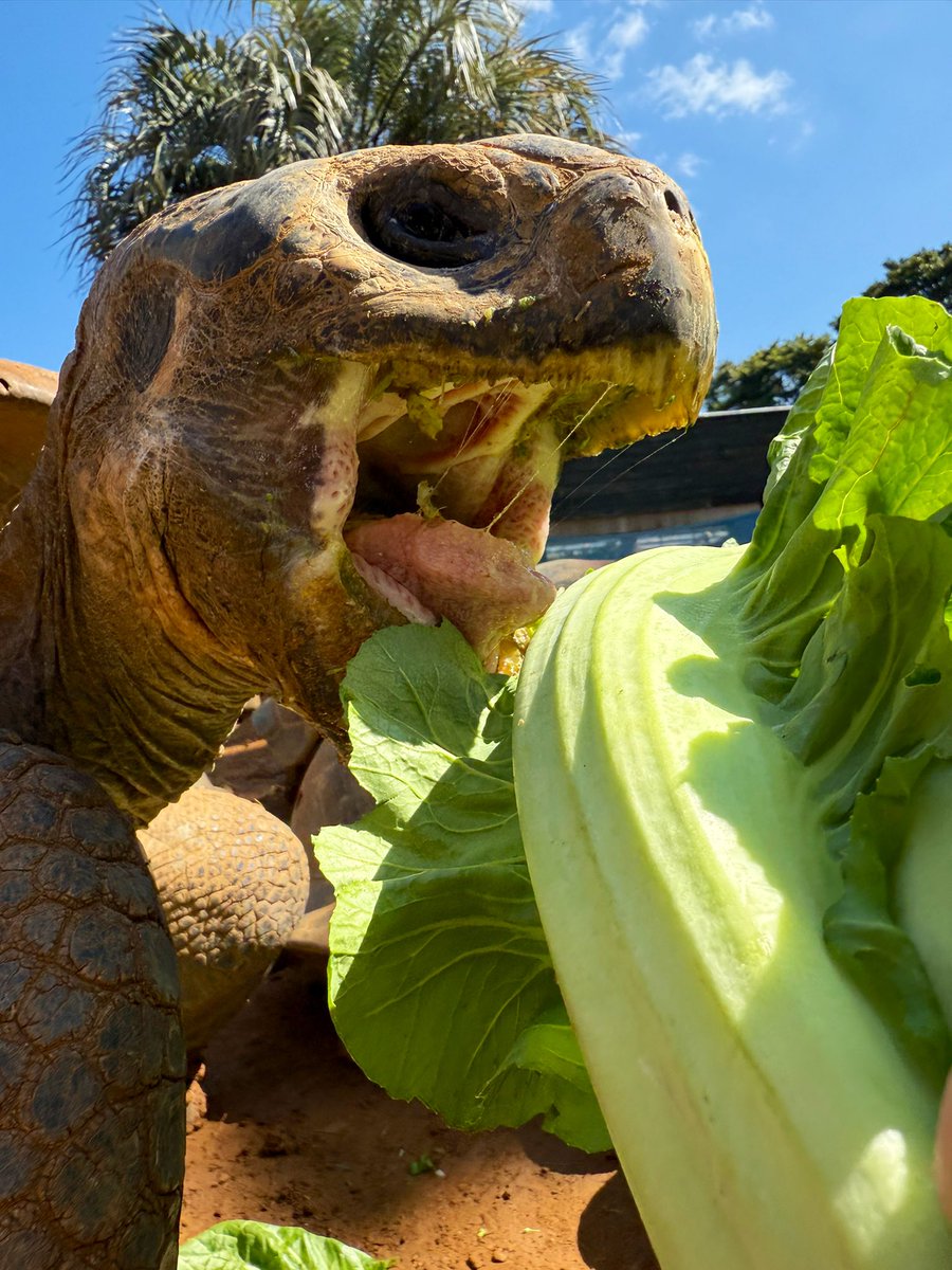 iZoo_iZoo_'s tweet image. 軽トラック１杯分のお野菜🥬を
東伊豆町の農家さんよりいただきました✨

育ちすぎてしまい人間の食用には向かないものとの事で野菜などの高騰が続く中、有り難い限りです。

春の陽気🌸の本日はリクガメ🐢達もたくさんの野菜をいただき嬉しそうに食べていました。
#爬虫類 #リクガメ　#食品ロス0