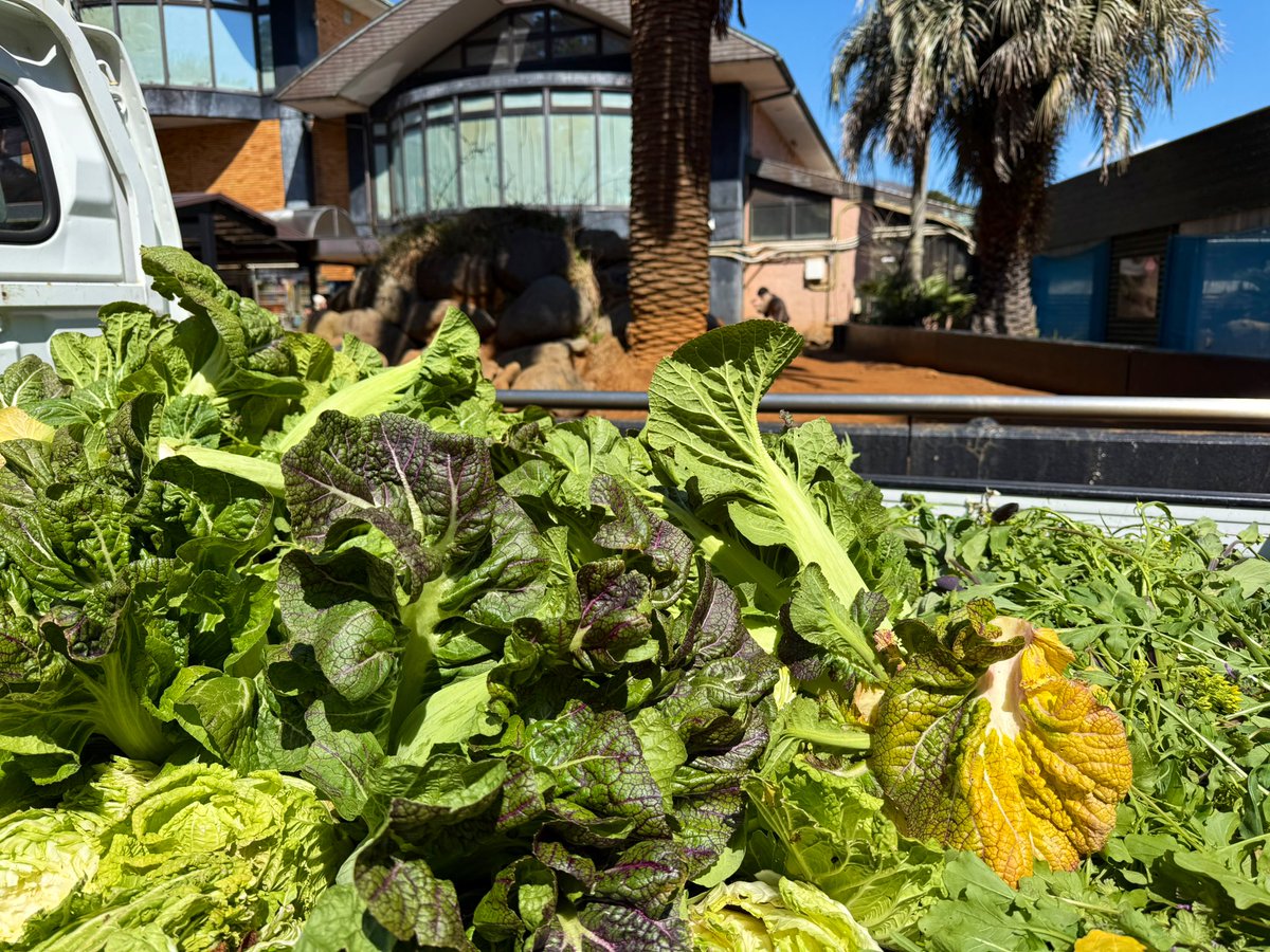 iZoo_iZoo_'s tweet image. 軽トラック１杯分のお野菜🥬を
東伊豆町の農家さんよりいただきました✨

育ちすぎてしまい人間の食用には向かないものとの事で野菜などの高騰が続く中、有り難い限りです。

春の陽気🌸の本日はリクガメ🐢達もたくさんの野菜をいただき嬉しそうに食べていました。
#爬虫類 #リクガメ　#食品ロス0