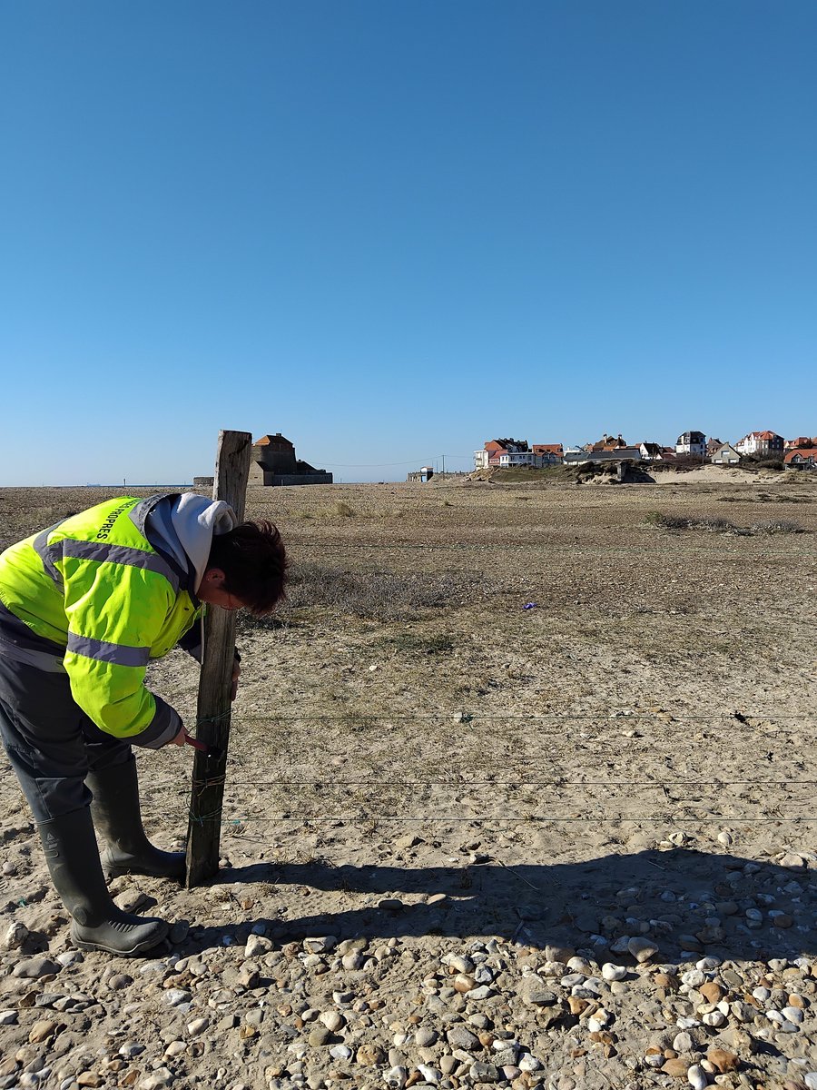 Protection des gravelots à l’estuaire de la Slack et mise en défens par l'installation de clôtures 
#Biodiversité #Gravelots #Environnement #Insertion